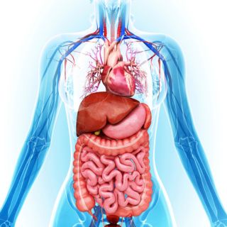 Ripristino degli Organi Danneggiati 